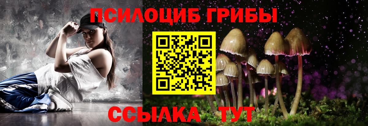 Псилоцибиновые грибы Psilocybe  Вышний Волочёк  Галлюциногенные грибы Cubensis 